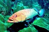 Red hind (Epinephelus guttatus)