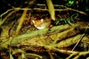 Flat-headed cat (Felis planiceps)