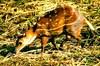 Water chevrotain (Hyemoschus aquaticus)