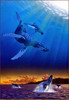 Panthera 0906 Schim Schimmel The  Humpbacks Joy