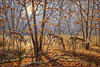Panthera 0915 Larry Zach Autumn Encounter