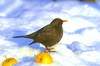 Blackbird (Turdus merula)