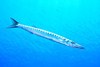 European barracuda (Sphyraena sphyraena)