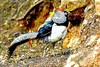 Lady Amherst's pheasant (Chrysolophus amherstiae)