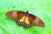 Common birdwing (Troides helena)