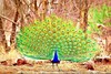 Indian peacock (Pavo cristatus)