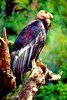 California condor (Gymnogyps californianus)