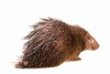 Philippine porcupine (Hystrix pumila)