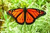 Monarch butterfly