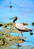 White-faced heron (Egretta novaehollandiae)