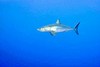 Shortfin mako shark (Isurus oxyrinchus)