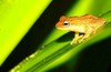 Blue-eyed bush frog (Philautus neelanethrus)