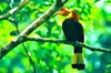 Visayan wrinkled hornbill (Aceros waldeni)