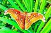 Atlas moth (Attacus atlas)