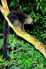 Binturong (Arctictis binturong)