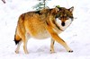 Grey wolf (Canis lupus)