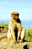 Barbary macaque