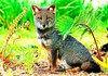 Darwin's fox (Pseudalopex fulvipes)