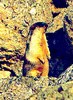Black-capped marmot (Marmota camtschatica)