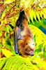 Rodrigues flying fox (Pteropus rodricensis)