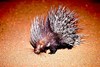 African crested porcupine (Hystrix cristata)