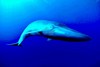 Blue whale (Balaenoptera musculus)