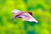 Blyth's flying fox (Pteropus melanotus)