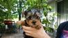 Miniature Tea Cup Yorkies