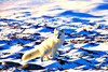 Arctic fox