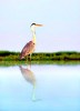 Grey heron (Ardea cinerea)