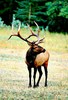 Wapiti (Cervus canadensis)