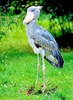 Shoebill