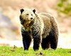 Brown bear (Ursus arctos)