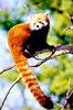 Red panda (Ailurus fulgens)