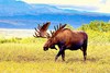 Moose (Alces alces)