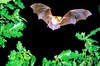 Greater mouse-eared bat (Myotis myotis)