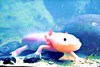 Axolotl