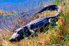 American alligator (Alligator mississippiensis)