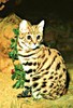 Black-footed cat (Felis nigripes)