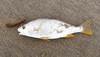 Yellowfin Croaker (Umbrina roncador)