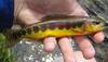 Golden Trout