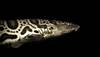 Leopard Shark (Triakis Semifasciata)