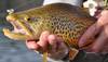 Tiger trout (Salmo trutta × Salvelinus fontinalis)