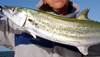 Scomberomorus maculatus (Atlantic Spanish mackerel)