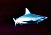 Sandbar shark (Carcharhinus plumbeus)