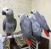 Sweet and lovely African grey parrots for sale