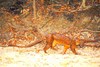 Fossa (Cryptoprocta ferox)