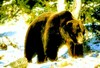 Brown bear (Ursus arctos)