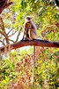 Hanuman langur