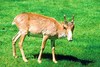 Saiga (Saiga tatarica)